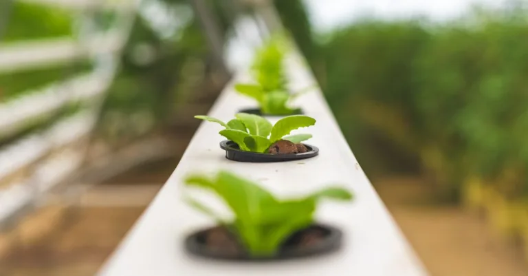 découvrez l'aquaponie, une méthode durable alliant aquaculture et culture hydroponique pour produire des aliments frais de manière écologique et innovante.