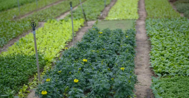 découvrez les pratiques innovantes de l'agriculture durable pour préserver l'environnement, améliorer la qualité des sols et favoriser une production alimentaire responsable.