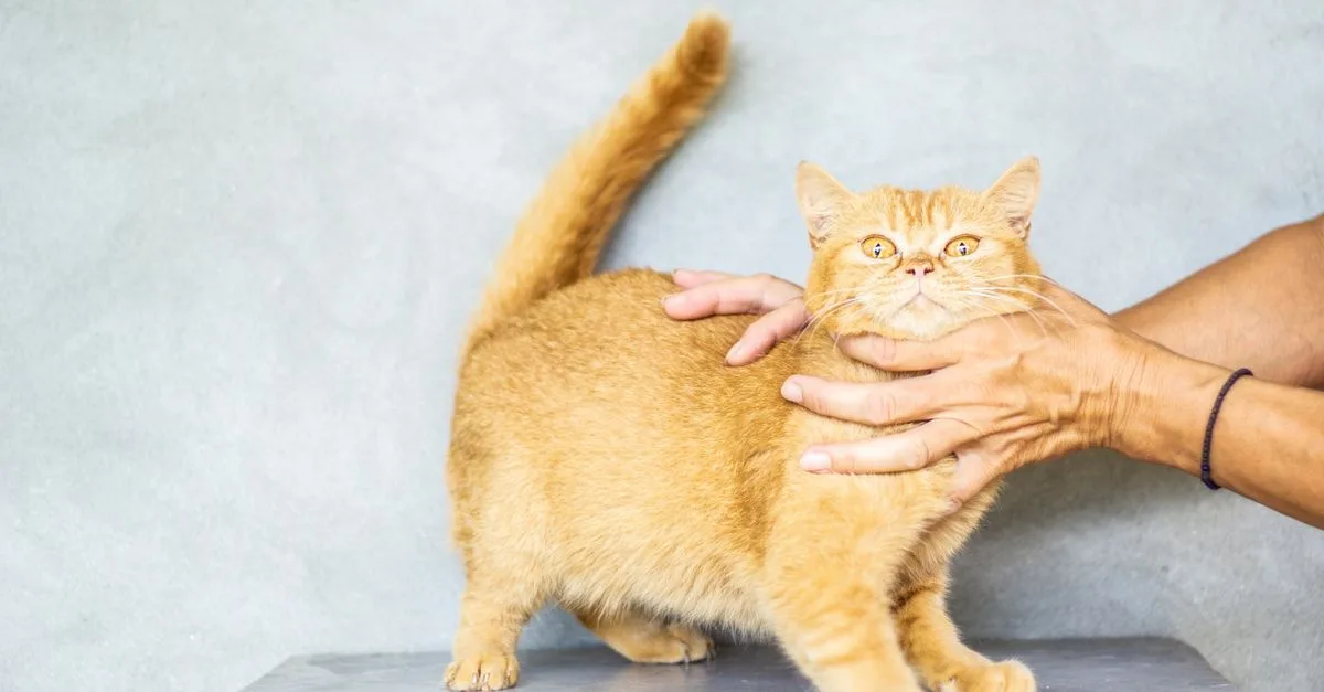 découvrez nos conseils essentiels pour prendre soin de votre chat : alimentation, santé, entretien et bien-être pour un compagnon heureux et en bonne santé.