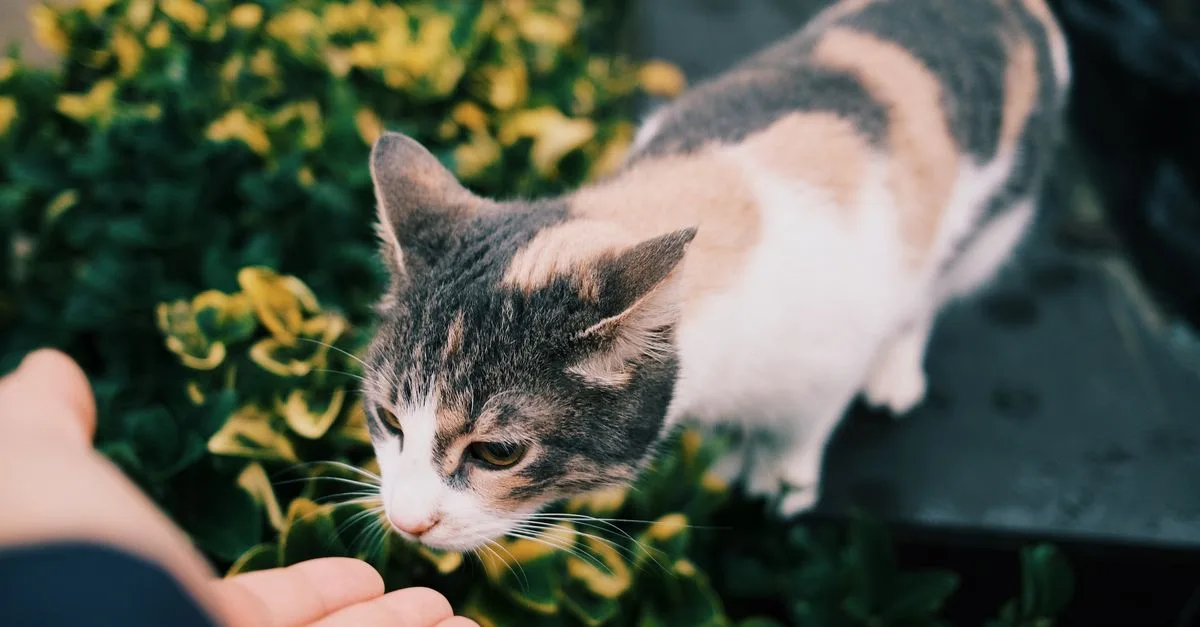 conseils et astuces pour prendre soin de votre chat : alimentation, santé, hygiène et bien-être au quotidien.