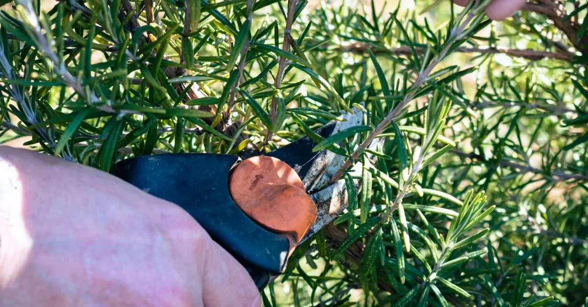 guide complet de taille des plantes : conseils pratiques pour bien tailler vos arbres, arbustes et plantes d'intérieur afin de stimuler leur croissance et préserver leur santé.
